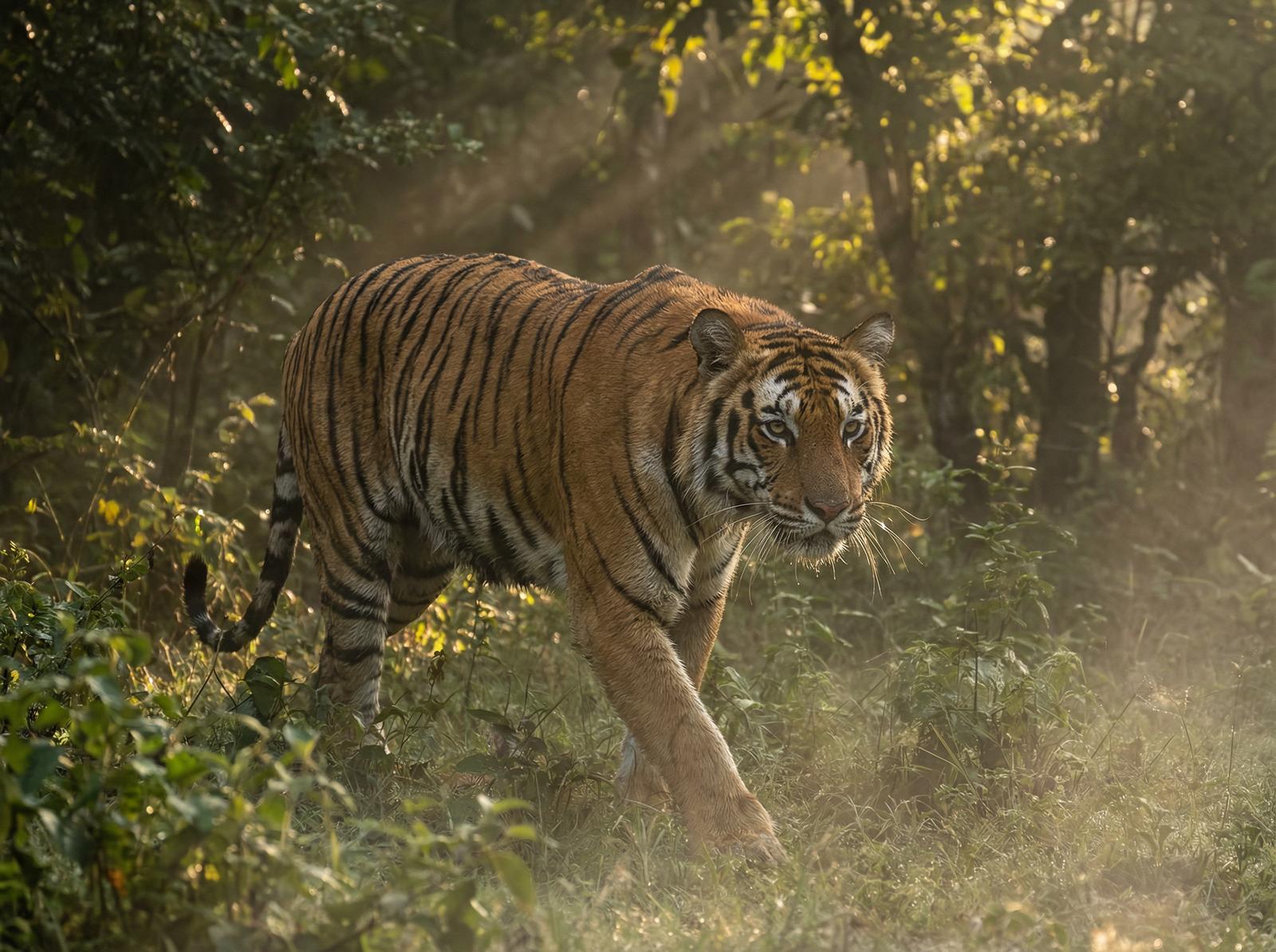 茄子视频老虎丛林视频